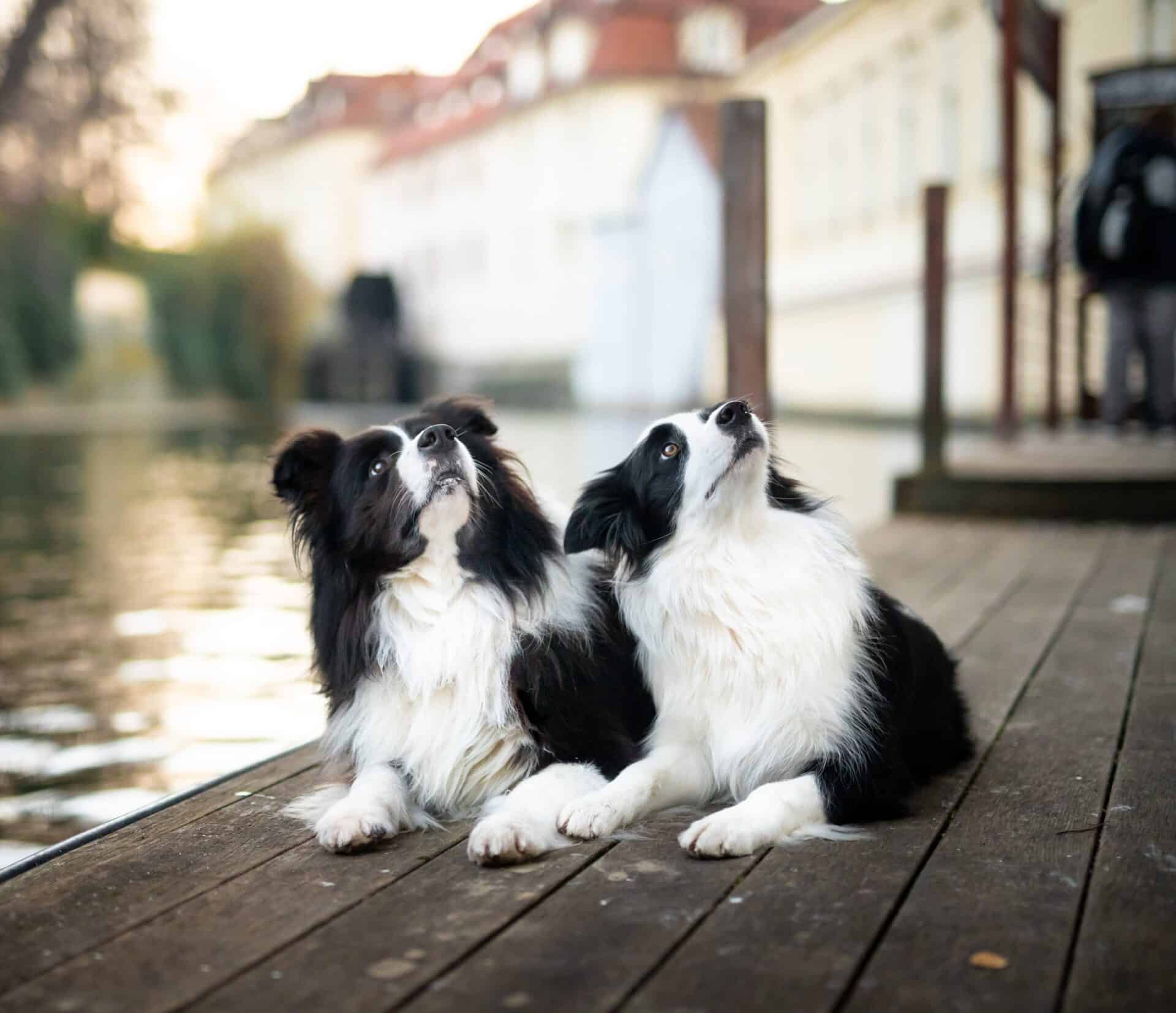 two border collies looking up and right with a river and buildings in the background